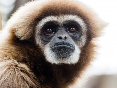 Gibbon &agrave; mains blanches - De Zonnegloed - Refuge pour animaux